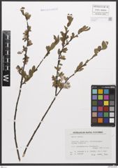 Foto von Salix caesia Vill.